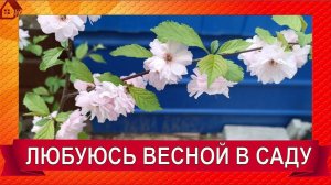 И снова с вами! Вернулась домой после операции. И сразу пошла в сад любоваться весной