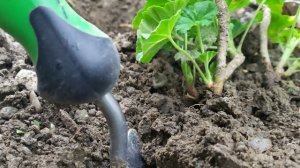 Когда убирать пеларгонии с улицы в помещении!☝️