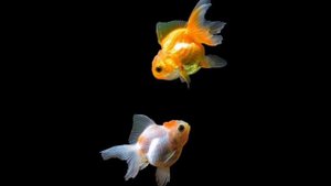 ЗОЛОТАЯ РЫБКА. СЕКРЕТЫ СОДЕРЖАНИЯ, УХОДА, РАЗМНОЖЕНИЯ И КОРМЛЕНИЯ