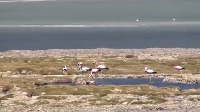 WASARA - Salar Aguas Calientes смотреть онлайн