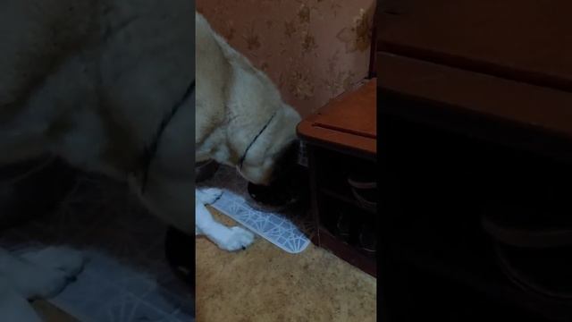 Рацион кангала. Кушать подано))) смотреть онлайн