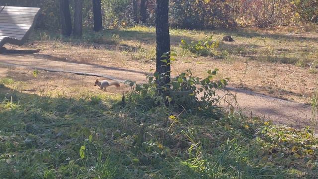 Картинка Алматинская №4 (2021). Зверьё моё ) смотреть онлайн