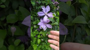 clematis Jan Pavel, Mary Rose, Miss Cholmondeley