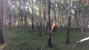 Прогулка по лесу в Нерчинско-Заводском районе (Август 2017)