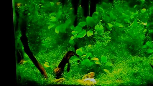 #Aquarium. Аквариум. Риччия на грунте. смотреть онлайн