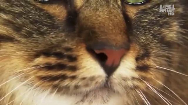 Cats 101 – Maine Coon [RUS]. Введение в кошковедение – Мейн Кун смотреть онлайн