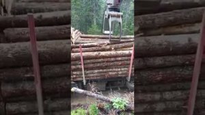 Тайга#Погрузка лесовоза