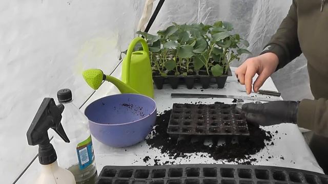 Посев капусты на рассаду, лучший способ! Так сеют профессионалы! смотреть онлайн