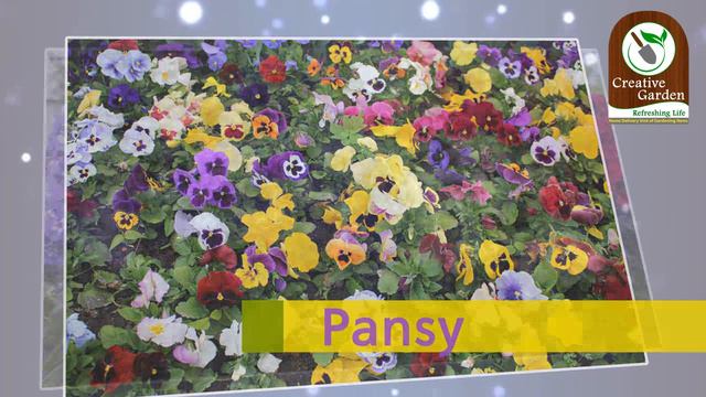 10 Best Winter Flowers for Indian Weather смотреть онлайн