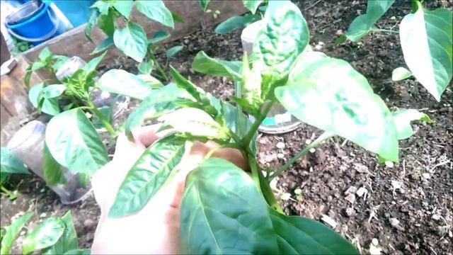 Как вырастить сладкий перец в условиях Крайнего Севера. 2018 год. смотреть онлайн