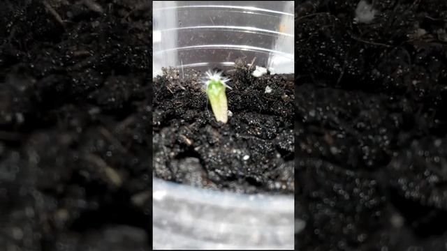 Эхинокактус Грузони, выращиваем из семян. смотреть онлайн