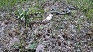 Нападение желтобрюхого полоза/ Snake attack