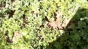 Арбуз Продюсер ! Волгоградская область Быковский район село Приморск