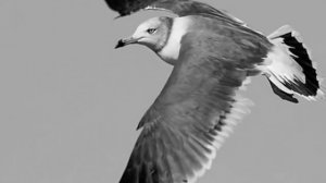 После 11 - Непокорная