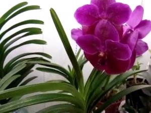 Орхидея Ванда - Уход за растением. Фалинопсис, Мильтония, Дендробиум, Камбрия, Цимбидиум.