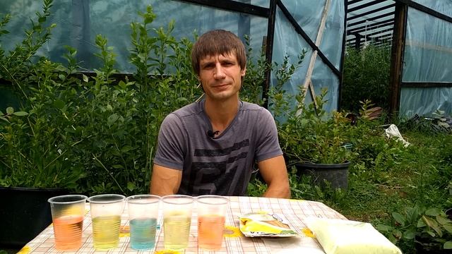 Голубика. Как подкислить почву для голубики. Подкисление голубики.