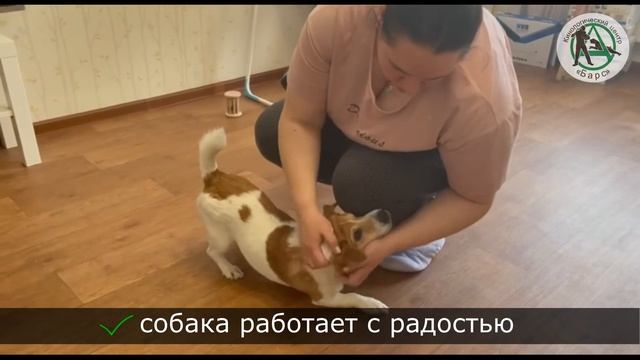 Анатолий Котенко. КЦ Барс. Отзыв. Агрессия джек - рассела. смотреть онлайн