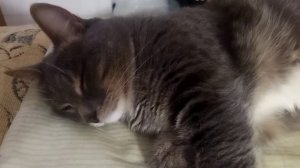 Кот стонет во сне от тяжёлой жизни