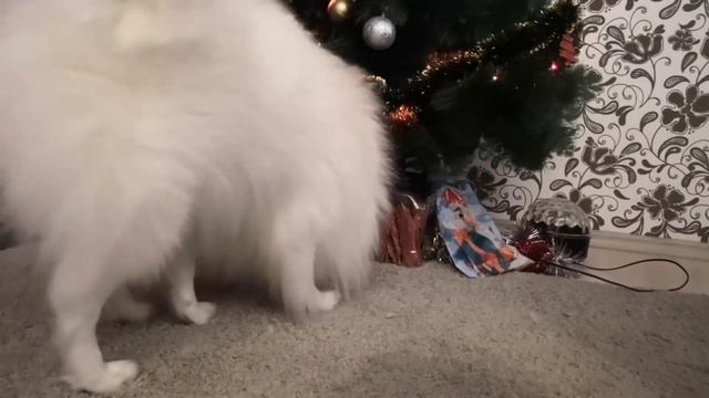 Как Поймать Деда Мороза часть 2 | Ловлю Деда Мороза | Новый Год | Говорящая Собака | Пёс-Блогер смотреть онлайн