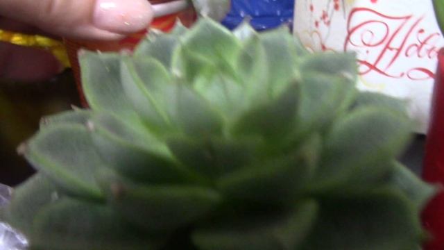 Фруктово-цветочная распаковочка. mp4 смотреть онлайн