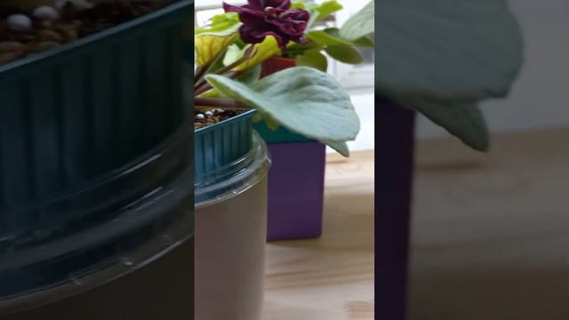 Фиалки. Печаль. Хлороз или не хлороз. От чего Хлороз!? Пересвет!