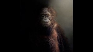 (FREE) ELYAPLUGG + DEVSTACKS + IAYZE TYPE BEAT - "SOLCNE" (prod by Ticco)