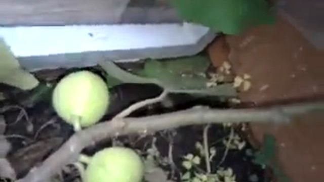 Мой инжир.Адриатический белый. смотреть онлайн