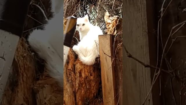 Гуляем. Кошачий приют