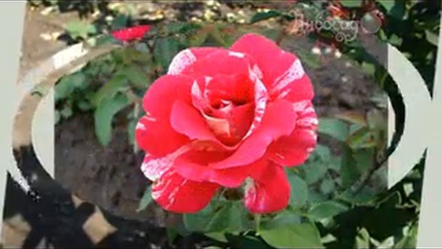 Парковая роза Токадо от тм Дивосад смотреть онлайн