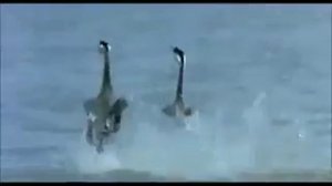 Танцующие птицы.