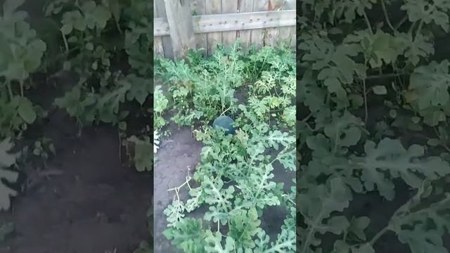 ВЫ БУДЕТЕ УДИВЛЕНЫ НО В СИБИРИ ХОРОШО РАСТУТ ВКУСНЫЕ АРБУЗЫ И ДЫНИ! 