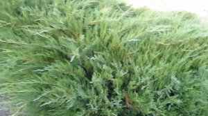 Как я размножаю хвойные деревья семенами. Посев семян туи и сосны.