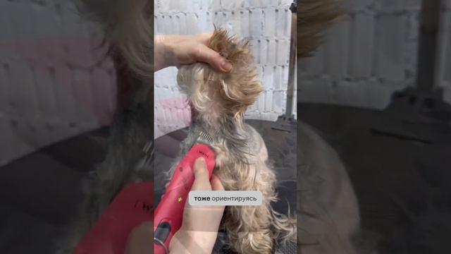 Как побрить спинку йорку. Не забудь подписаться и поставить лайк❤️ #йорк #fyp #viraltiktok #dog #ре смотреть онлайн