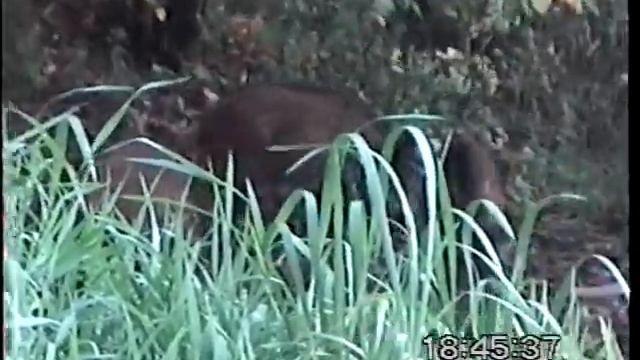 Кабаны смотреть онлайн