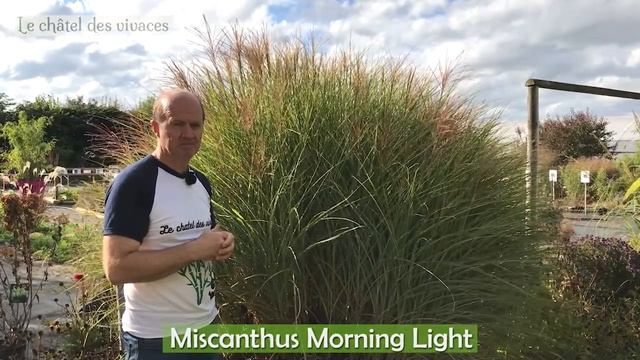 Miscanthus Morning Light смотреть онлайн