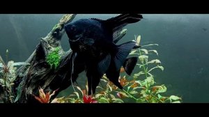 Коряга  для аквариума своими руками. 6 месяцев с лесной корягой.