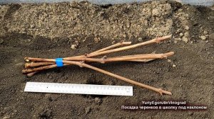 ? Необычная школка винограда. Весенняя посадка длинных черенков. Простой и доступный способ.