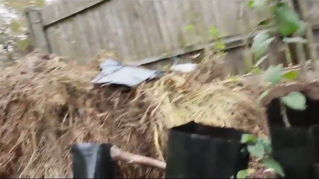 Виды подвоев или как получить материал для прививки часть 2 смотреть онлайн