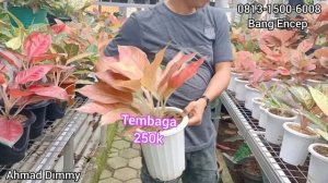 ADA PAKETAN AGLAONEMA 100K DAPET 6 & SUDAH DIKASIH MURSIDAH