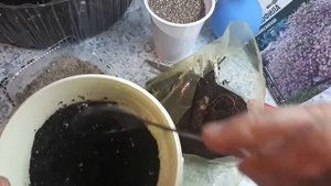Гипсофила многолетняя. Идеальна для срезки. Садим корневищем.