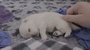 ЩЕНОК ШПИЦА ОТКРЫЛ ГЛАЗА! ПОЗНАЕМ ОКРУЖАЮЩИЙ МИР