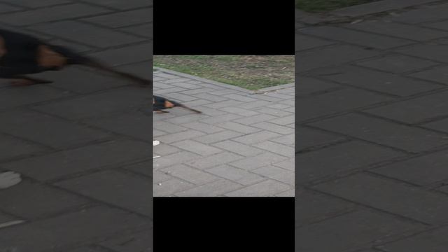 Сучка цвегпинчер и кобель Басенджи, любовь, агрессивный поцелуй от девочки собаки. смотреть онлайн