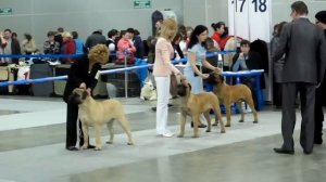 Евразия -1 2012 (ч.2) , бульмастиф