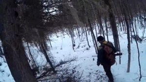 Тофалария тайга