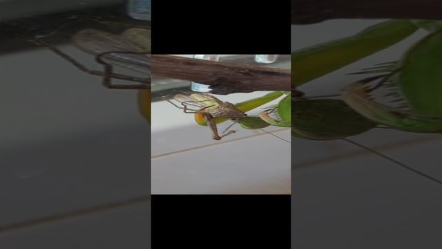 Богомол и кузнечик
