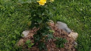 Роза шраб - Лихткёнигин Лючия (Lichtkonigin Lucia)!!!Цветёт все лето!