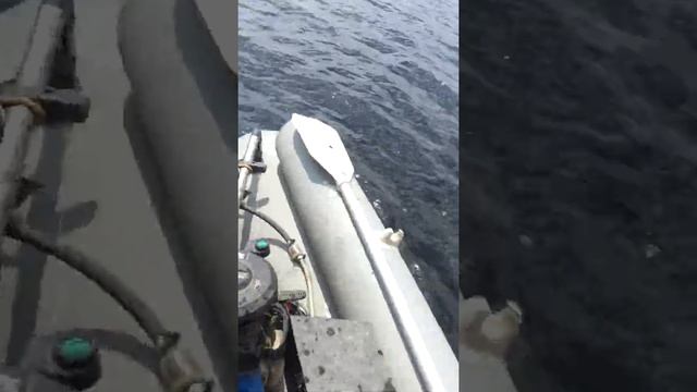 Супер перемёт на сома ( улов ) ч.12 смотреть онлайн