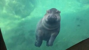 Как плавают бегемотики