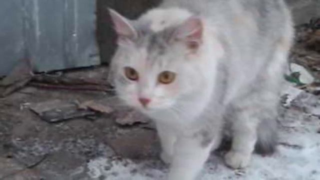 «За что вы так со мной». Зимой кошечку заперли в заброшенном сарае и заколотили дверь… смотреть онлайн