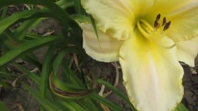 Арктик Сноу смотреть онлайн